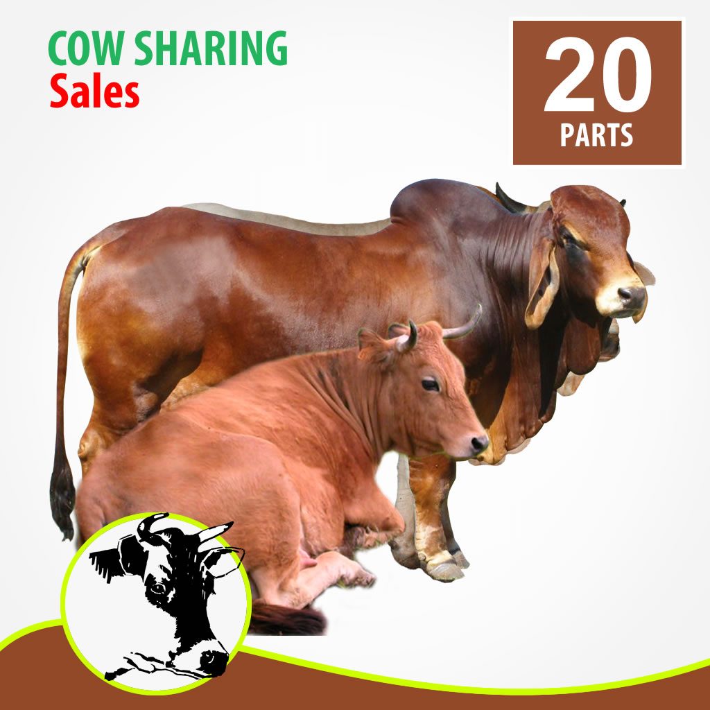 100k Bokolo Cow Sharing Shopcity Auto-resale Profit