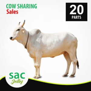 100k Bokolo Cow Sharing Shopcity Auto-resale Profit